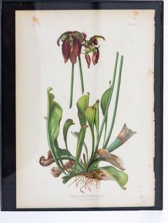 Parrot Headed Pitcher Plant Botanical Print on Paper USA Early 20th C  - 3621756