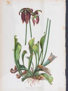 Parrot Headed Pitcher Plant Botanical Print on Paper USA Early 20th C  - 3621757