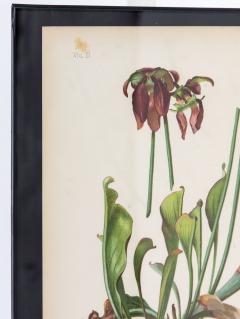 Parrot Headed Pitcher Plant Botanical Print on Paper USA Early 20th C  - 3621758