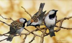 Paul Margocsy Jack Sparrows - 3888759