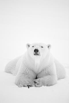 Paul Nicklen ARCTIC NOMAD 5 30  - 4127010