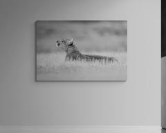 Paul Nicklen EMPRESS OF THE ANDEES 10  - 4220790