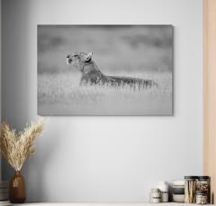 Paul Nicklen EMPRESS OF THE ANDEES - 4127005
