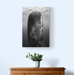 Paul Nicklen FEAST FROM THE DEEP 20  - 4129240