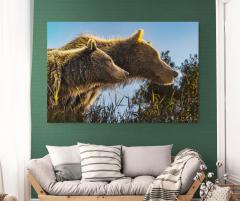 Paul Nicklen GOLDEN BOND 3 10  - 4220774