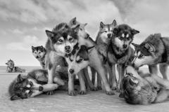 Paul Nicklen HUSKY HUDDLE - 4464382