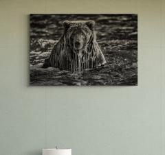 Paul Nicklen MAJESTY SURFACING - 4126988