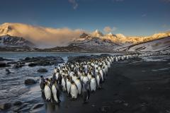 Paul Nicklen MORNING KINGS 15  - 4129211