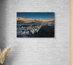 Paul Nicklen MORNING KINGS 15  - 4129212
