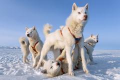 Paul Nicklen NORTHERN PRIDE - 4485628
