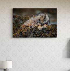 Paul Nicklen ON THE ROCKS 10  - 4127002