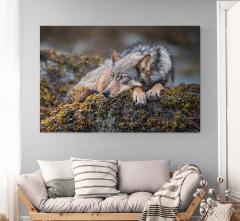 Paul Nicklen ON THE ROCKS 10  - 4220770