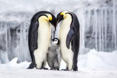 Paul Nicklen PARENTHOOD 20  - 4129235