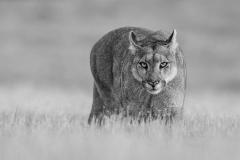 Paul Nicklen PETAKA QUEEN OF PATAGONIA  - 4126991