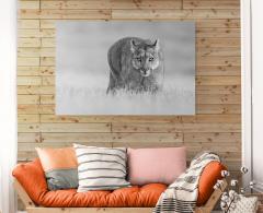 Paul Nicklen PETAKA QUEEN OF PATAGONIA  - 4126992