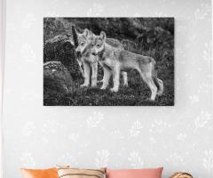 Paul Nicklen PLAYTIME 15  - 4129198