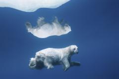 Paul Nicklen POLAR REFLECTIONS 15  - 4220763