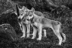 Paul Nicklen Playtime - 4492537