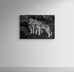 Paul Nicklen Playtime - 4492538