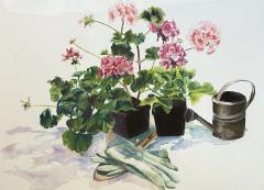 Peggy Dressel Geraniums  - 3712891