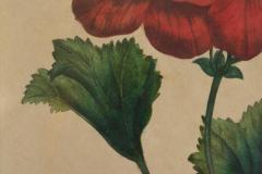 Pelargonium Abd el Kader Framed Botanical Print 1845 Belgium - 4582502