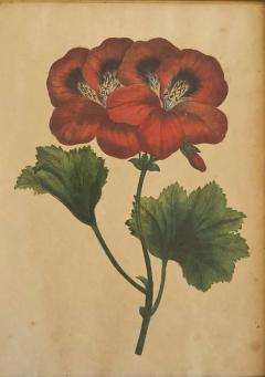 Pelargonium Abd el Kader Framed Botanical Print 1845 Belgium - 4582929