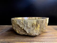 Petrified Wood Sink In Beige Brown Yellow Tones Polished Top Quality IDN - 3398921