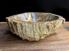 Petrified Wood Sink In Beige Brown Yellow Tones Polished Top Quality IDN - 3398926