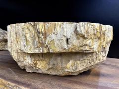 Petrified Wood Sink In Beige Brown Yellow Tones Polished Top Quality IDN - 3398929