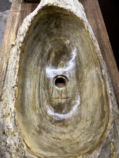 Petrified Wood Sink Organic Modern in Grey Beige Brown Tones Top Quality - 3594925