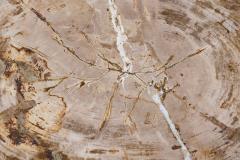 Petrified Wood and Mirror Polished Bronze Occasional Table - 173228