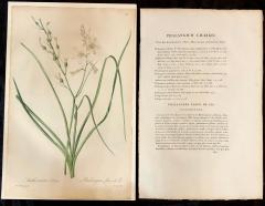 Phalangium Liliago Hand Colored Engraving Signed P J Redoute - 2972556