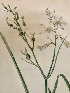 Phalangium Liliago Hand Colored Engraving Signed P J Redoute - 2972562