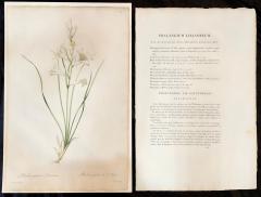 Phalangium Liliastrum Hand Painted Colored Engraving Signed P J Redoute - 2969939