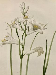 Phalangium Liliastrum Hand Painted Colored Engraving Signed P J Redoute - 2969944