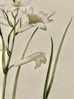 Phalangium Liliastrum Hand Painted Colored Engraving Signed P J Redoute - 2969946