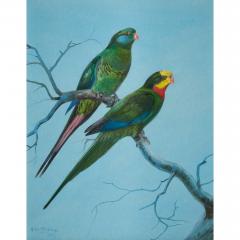 Philip Rickman Four Watercolour Studies of Australian Parrots by Philip Rickman - 4697763