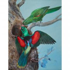 Philip Rickman Four Watercolour Studies of Australian Parrots by Philip Rickman - 4697764