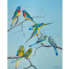 Philip Rickman Pair of Watercolour Studies of Exotic Parrots by Philip Rickman - 4697772