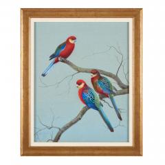 Philip Rickman Set of Five Ornithological Watercolours of Rosellas By Rickman Philip - 4644961