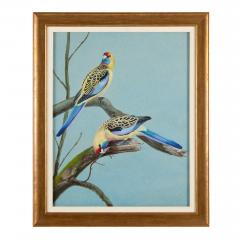 Philip Rickman Set of Five Ornithological Watercolours of Rosellas By Rickman Philip - 4644962