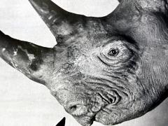 Philippe Halsman Editioned Photograph Dal with Rhinoceros by Philippe Halsman - 4699697