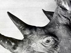 Philippe Halsman Editioned Photograph Dal with Rhinoceros by Philippe Halsman - 4699698