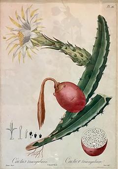 Pierre Antoine Poiteau Antique Pierre Antoine Poiteau Cactus Triangularis Botanical Print - 2910671