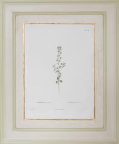 Pierre Antoine Poiteau SET OF TWELVE EARLY 19TH C BOTANICAL ENGRAVINGS AFTER PIERRE ANTOINE POITEAU - 4687527