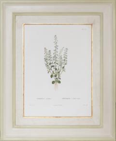 Pierre Antoine Poiteau SET OF TWELVE EARLY 19TH C BOTANICAL ENGRAVINGS AFTER PIERRE ANTOINE POITEAU - 4687528