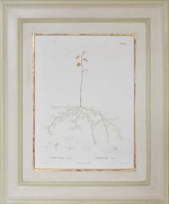Pierre Antoine Poiteau SET OF TWELVE EARLY 19TH C BOTANICAL ENGRAVINGS AFTER PIERRE ANTOINE POITEAU - 4687529