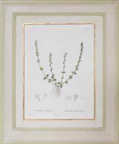Pierre Antoine Poiteau SET OF TWELVE EARLY 19TH C BOTANICAL ENGRAVINGS AFTER PIERRE ANTOINE POITEAU - 4687530