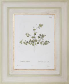 Pierre Antoine Poiteau SET OF TWELVE EARLY 19TH C BOTANICAL ENGRAVINGS AFTER PIERRE ANTOINE POITEAU - 4687531