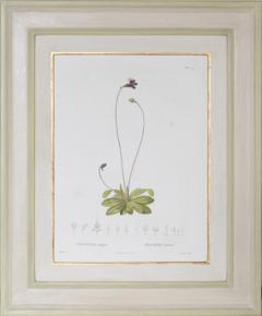 Pierre Antoine Poiteau SET OF TWELVE EARLY 19TH C BOTANICAL ENGRAVINGS AFTER PIERRE ANTOINE POITEAU - 4687532